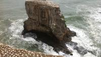 Half-Day West Coast Gannet Colony and Wine Tour de Auckland