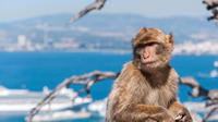 Shore Excursion: Rock of Gibraltar Tour 