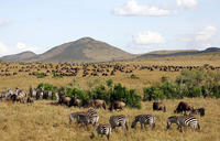 3 Days Masai Mara Camping Safari All Inclusive