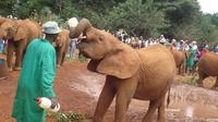 Day Tour Nairobi David Sheldrick Wildlife Trust et Giraffe Centre