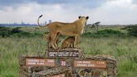 Nairobi National Park Day Excursion