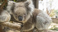 Excursion d'une journée Cleland Wildlife Park d'Adelaide Y compris Sommet Lofty Mont