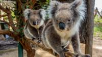 Tour naar Cleland Wildlife Park vanuit Adelaide inclusief de top van Mount Lofty Tour naar Cleland Wildlife Park vanuit Adelaide inclusief de top van Mount Lofty