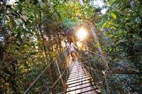 O'Reilly's Lamington National Park and Tree Top Canopy Tour