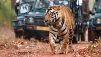 Explore Rajasthan with Tiger Safari at Ranthambore