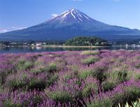 Excursão de um dia a Katsunuma e os cinco lagos de Fuji saindo de Tóquio: Degustação de vinhos, coleta de frutas e campos de flores Excursão de um dia a Katsunuma e os cinco lagos de Fuji saindo de Tóquio: Degustação de vinhos, coleta de frutas e campos de flores