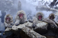 Nagano Day Trip from Tokyo: Snow Monkeys, Hot Springs and Zenko-ji Temple