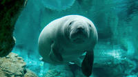 Skip-the Line Genoa Aquarium Entry Ticket