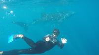 7-Day Ningaloo Reef Kayak et Snorkeling avec les requins baleines de Exmouth