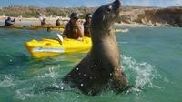 Penguin and Seal Island Kayak Tour