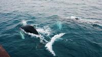 Deluxe Whale Watching and Whales of Iceland Exhibition Combo from Reykjavik