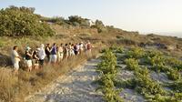 Santorini Small-Group Wine Tour with Professional Oenologist