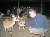 Safari nocturne au zoo de Cairns et dîner-barbecue