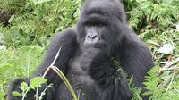 6-Day Primate Safari from Kampala