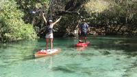 Stand Up Paddle Board ECO Tour