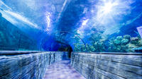 Billet d’entrée à l’Aquarium national de Malte image 1 Billet d’entrée à l’Aquarium national de Malte image 1