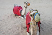 4x4 Dubai Desert Safari with Dune Bashing, Sandboarding, Camel Riding and BBQ Dinner