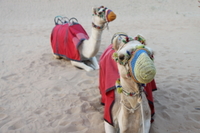 Safari en 4x4 dans le désert de Dubaï
