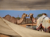 Visita turística por la ciudad de Al Ain, la ciudad de los jardines Visita turística por la ciudad de Al Ain, la ciudad de los jardines
