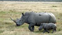 Day Trip to Lake Nakuru from Nairobi 