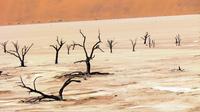 3-Hour Deadvlei Sossusvlei Tour