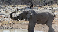 3-Hour Etosha National Park Game Drive