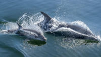 Half-Day Dolphin and Seal Watching Tour from Walvis Bay