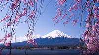 11-Day Sakura Cherry Blossom Tour from Tokyo