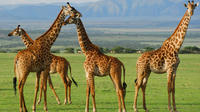 5-Day Lake Manyara Serengeti and Ngorongo Crater Camping Safari from Arusha