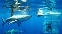 Shark Dive Tour From Cape Town