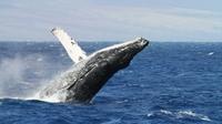  Whale Watching Tour from Cape Town