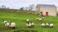 Full-Day Yorkshire Dales Winter Tour from York