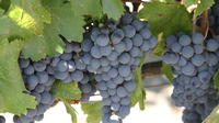 Journée complète Wine Tour de San Francisco
