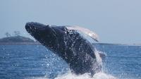 Whale Watching Day Tour from Panama City 