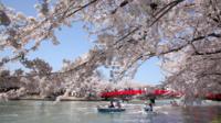 Private Cherry Blossom Tour in Hirosaki with a Local Guide
