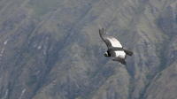 Excursão turística de 2 dias em Condor saindo de Cusco Excursão turística de 2 dias em Condor saindo de Cusco