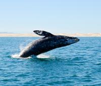 Majestic Whale Watching Adventure from Los Cabos