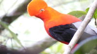 Private Bird-Watching Tour in Cloud Forest