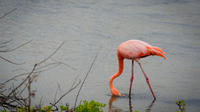 Grand Turk Safari Tour