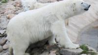 Navette pour Ranua Zoo de Rovaniemi