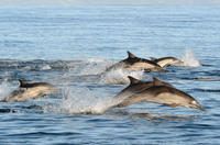 Dagtrip naar Port Stephens inclusief dolfijnen spotten, zandsurfen en Australische wilde dieren bekijken Dagtrip naar Port Stephens inclusief dolfijnen spotten, zandsurfen en Australische wilde dieren bekijken