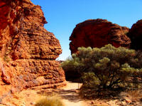 Excursion d'Une journée à Kings Canyon au départ d'Ayers Rock