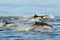 Excursion d'Une journée à Port Stephens, l'observation des dauphins with, surf sur les dunes et découverte de la faune et de la flore Australiennes