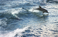 Excursion d'Une journée sur la côte sud au départ de Sydney with croisière d'observation des dauphins Dans la baie de Jervis