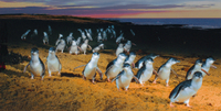 Phillip Island: excursion parmi les pingouins, les koalas et les kangourous, au départ de Melbourne