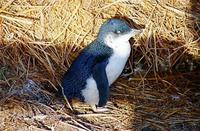 Visite en soirée de Phillip Island et parade des pingouins