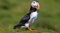 Puffin and Volcano Tour in South Iceland