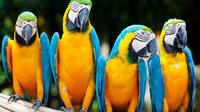 3-Day Excursion to Macaw Clay in Tambopata Natural Reserve