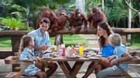 Breakfast with the Orangutans at Bali Zoo