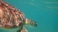 Snorkeling with Turtles in Akumal and Yalku Lagoon